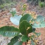 Syzygium mouanum Blad