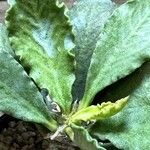 Euphorbia ambovombensis Ravina