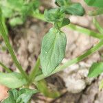 Lysimachia foemina Foglia