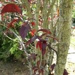 Prunus cerasifera Leaf