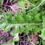 Cirsium filipendulum Leaf