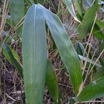 Phyllostachys sulphurea Folha