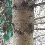 Picea abies বাকল