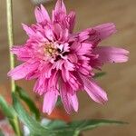 Echinacea purpureaᱵᱟᱦᱟ