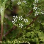Anthriscus caucalis Flors
