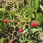Cyphostemma hypoleucum Fruit