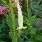 Phygelius aequalis Flower