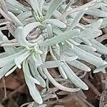 Lavandula latifolia Leaf