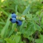 Vaccinium angustifolium Fruto