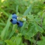 Vaccinium angustifolium Fruit