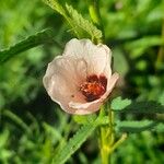 Pavonia hastata 花