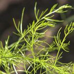 Asparagus verticillatus Blatt