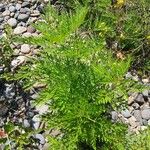 Ambrosia artemisiifolia Хабит