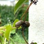 Dioscorea oppositifolia 果實