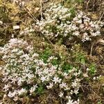 Sedum anglicum Habitus