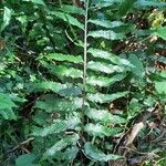 Asplenium boltonii Leaf