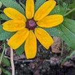 Rudbeckia hirta Cvet