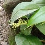 Pleurothallis ruscifolia