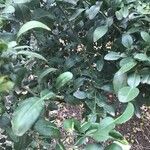 Citrus hystrix List