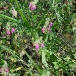 Teucrium marum Flower