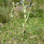 Veronica fruticans Corteccia