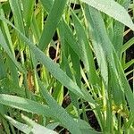 Triticum monococcum Likasa