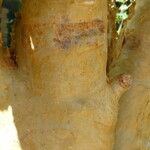 Cyphostemma currorii Ŝelo