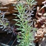 Galium lucidum List