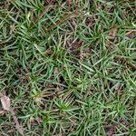 Plantago crassifolia Hoja