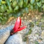 Erythrina variegata 花