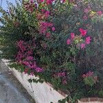 Bougainvillea glabraАгульны выгляд