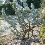 Eucalyptus macrocarpa 整株植物