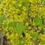 Acer truncatum Folha