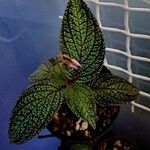 Sonerila maculata Leaf