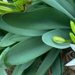 Pancratium illyricum Foglia