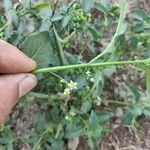 Solanum physalifolium Blomst