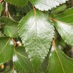 Nothofagus nitida अन्य