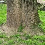 Acer saccharum 树皮