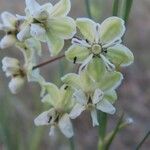 Gomphocarpus integer Flors