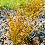 Carex testacea Leaf