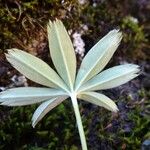 Alchemilla alpina Blatt