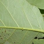 Solanum chrysotrichum Folio