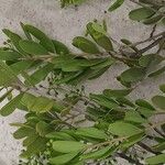 Jacquinia keyensis Blatt