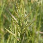 Bromus lanceolatus Sonstige