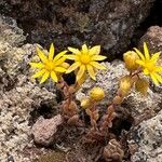 Aichryson tortuosum Blomma