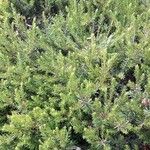 Erica erigena Folha
