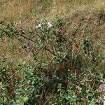 Cotoneaster pyrenaicus Vekstform