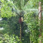 Oenocarpus bataua Habit