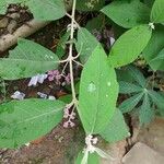 Callicarpa pedunculata Lapas