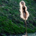 Typha latifolia 果實